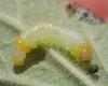 Euura ribesii